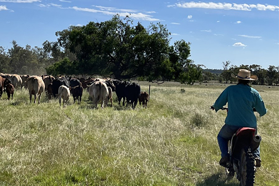 St Margaret's Anglican Girls School students in Brisbane can now study a Certificate III in Agriculture